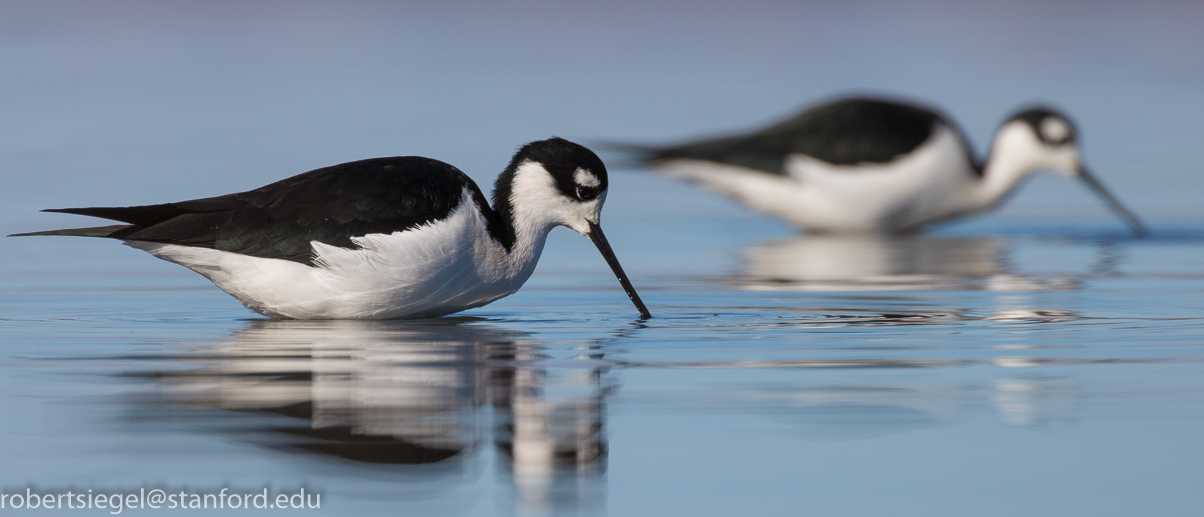 baylands